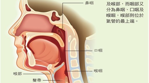 喉部器官图分布图图片